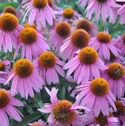 Echinacea purpurea Kim's Knee High