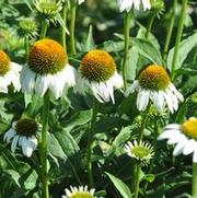 Echinacea purpurea Lucky Star