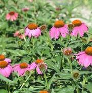 Echinacea purpurea Magnus