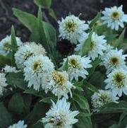 Echinacea purpurea Meringue