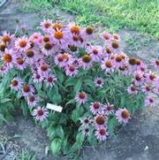 Echinacea purpurea Merlot