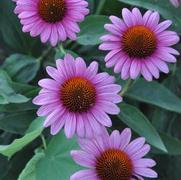 Echinacea purpurea Paradiso Mix