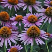 Echinacea purpurea Pica Bella