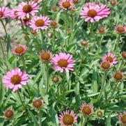 Echinacea Pixie Meadowbrite™