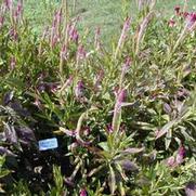 Celosia argentea var. spicata Cramer's Amazon