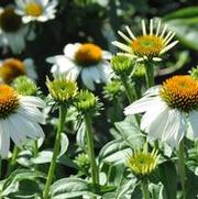 Echinacea purpurea PowWow® White