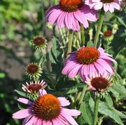 Echinacea purpurea Prairie Splendor™