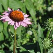 Echinacea purpurea Ruby Giant