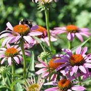 Echinacea purpurea Ruby Star