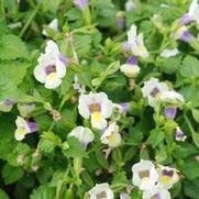 Torenia x hybrida Summer Wave® Bouquet Cream Yellow