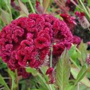 Celosia argentea var. cristata Cramer's Burgundy