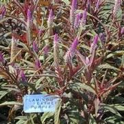 Celosia argentea var. spicata Flamingo Purple