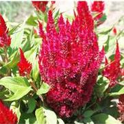 Celosia argentea var. plumosa Fresh Look Red