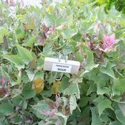 Ipomoea batatas Tricolor