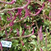 Celosia argentea var. plumosa Hi-Z