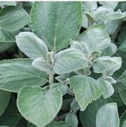 Plectranthus argentatus Silver Shield