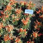 Capsicum annuum Medusa