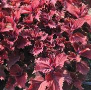 Solenostemon scutellarioides Under the Sea® King Crab