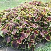 Solenostemon scutellarioides Kong Jr. Scarlet