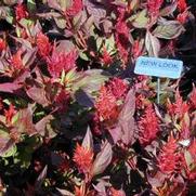 Celosia argentea var. plumosa New Look