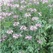 Cleome Senorita Rosalita®