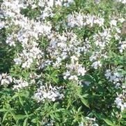 Cleome Senorita Blanca®