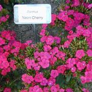 Dianthus Amazon Neon Cherry