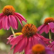 Echinacea purpurea PowWow® Wild Berry