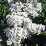 Lagerstroemia indica x faueri Acoma