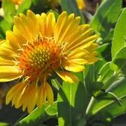 Gaillardia aristata Arizona Apricot