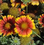 Gaillardia x grandiflora Mesa™ Bright Bicolor