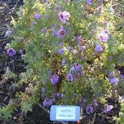 Symphyotrichum (Aster) novae-angliae Hella Lacy