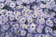 Symphyotrichum (Aster) novi-belgii Professor Anton Kippenburg