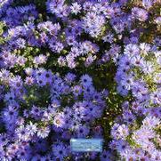 Symphyotrichum (Aster) oblongifolium Raydon's Favorite