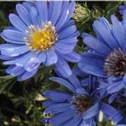 Symphyotrichum (Aster) dumosus Sapphire