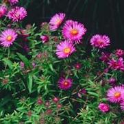 Symphyotrichum (Aster) novae-angliae September Ruby