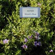 Symphyotrichum (Aster) dumosus Wood's Blue