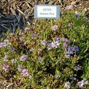 Symphyotrichum (Aster) dumosus Wood's Pink