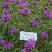 Monarda Marshall's Delight