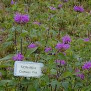 Monarda Croftway Pink