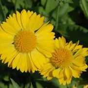 Gaillardia x grandiflora Mesa™ Yellow