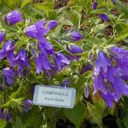 Campanula Kent Belle