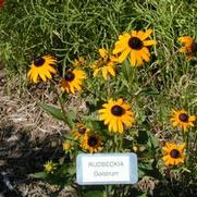 Rudbeckia fulgida var. sullivantii Goldstrum