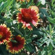 Gaillardia aristata Goblin