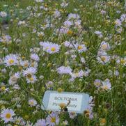 Boltonia asteroides var. latisquama Pink Beauty