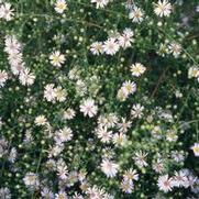 Boltonia asteroides var. latisquama Snowbank