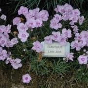 Dianthus plumarius Little Jock