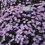 Dianthus gratianopolitanus Bath's Pink