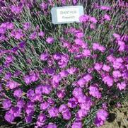 Dianthus gratianapolitanus Firewitch