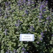 Nepeta racemosa (x mussinii) Blue Wonder